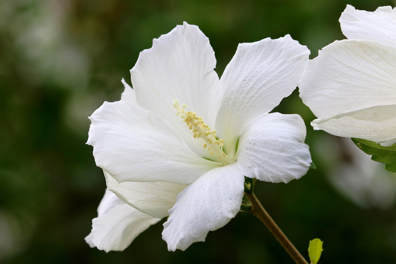 Ketmia syryjska Eleonore PBR Hibiscus syriacus C7,5