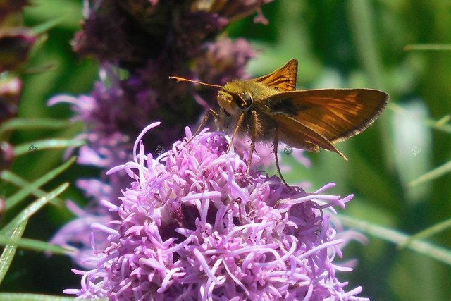 Liatra kłosowa Liatris spicata P9