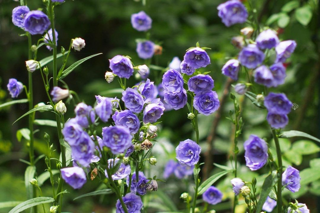 Dzwonek brzoskwiniowolistny La Belle Campanula persicifolia C2