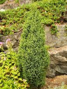 Jałowiec pospolity Compressa Juniperus communis P9