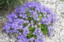 Dzwonek gargański Campanula garganica P9