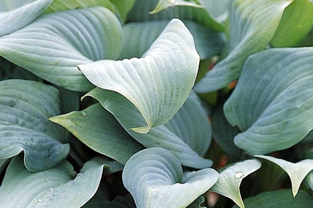 Funkia Fragrant Blue Hosta P9
