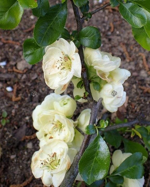 Pigwowiec okazały Kinshiden Chaenomeles speciosa C2