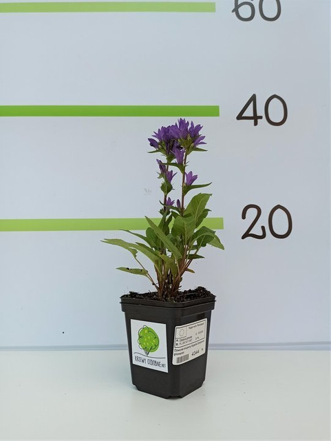 Dzwonek skupiony Superba Campanula glomerata P9