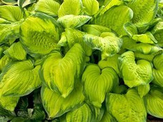 Funkia Stained Glass Hosta C2