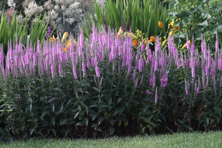 Przetacznik kłosowy Pink Damask Veronica longifolia C2