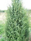Jałowiec pospolity Hibernica Juniperus communis C2