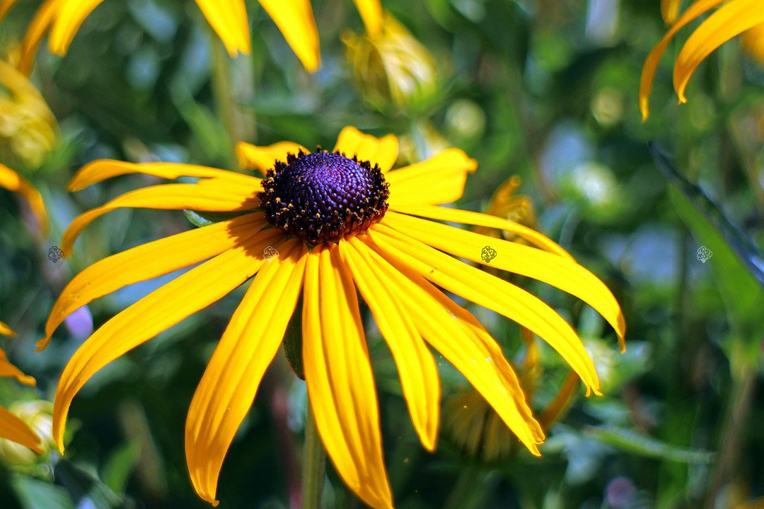 Rudbekia błyskotliwa Rudbeckia fulgida C1,5