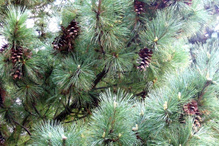 Sosna rumelijska Glauca Compacta Pinus peuce