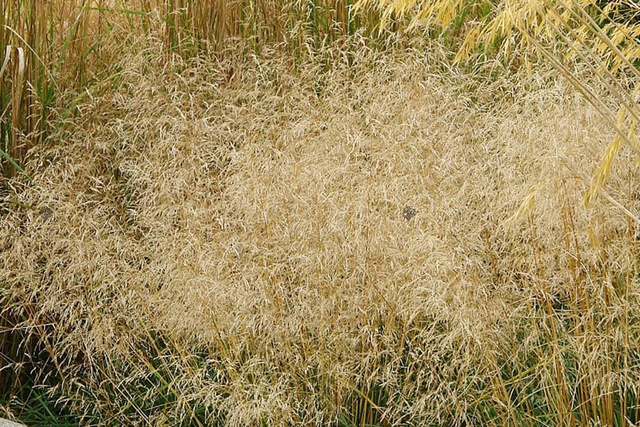 Śmiałek darniowy Goldtau Deschampsia cespitosa P9