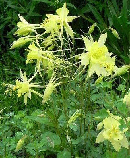 Orlik złocisty Aquilegia chrysanthea P11