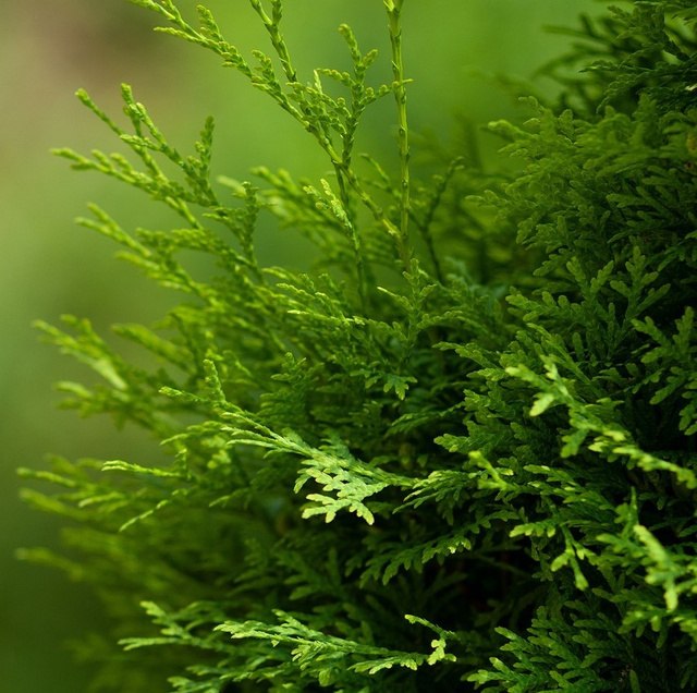Tuja Szmaragd Thuja Smaragd occidentalis 80-90 C2