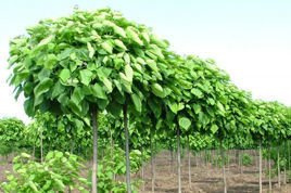 Surmia bignoniowa Nana Catalpa bignonioides C2