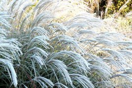 Miskant chiński Herman Mussel Miscanthus sinensis C5