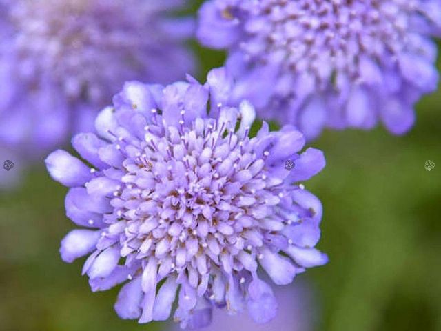 Driakiew gołębia Butterfly Blue Scabiosa columbaria P9