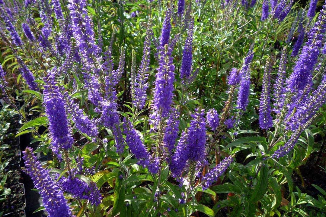 Przetacznik długolistny Blauriesin Veronica longifolia C2