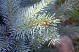 Świerk serbski Picea omorika C3