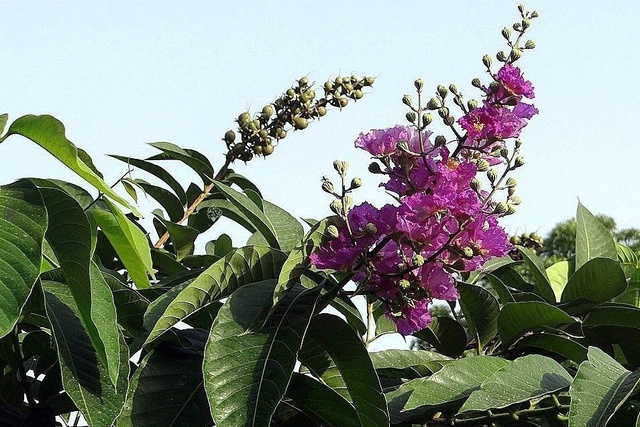 Lagerstroemia indyjska fioletowa Lagerstroemia indica C2