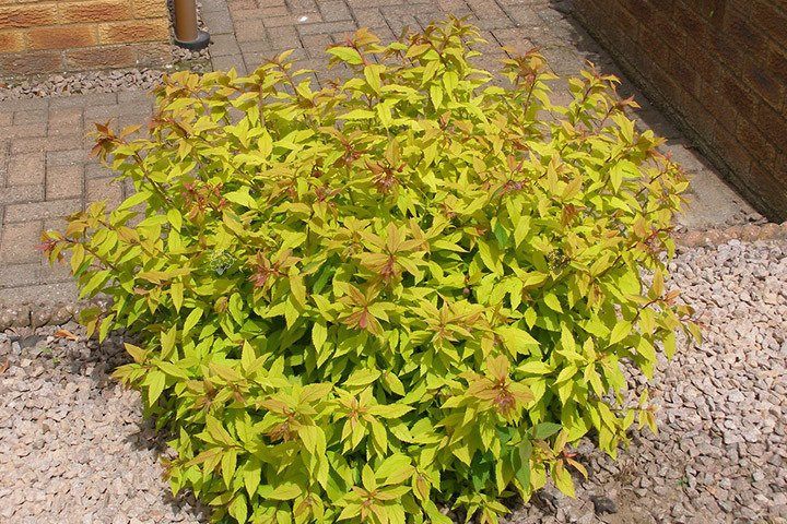 Tawuła japońska Goldflame Spiraea japonica C2