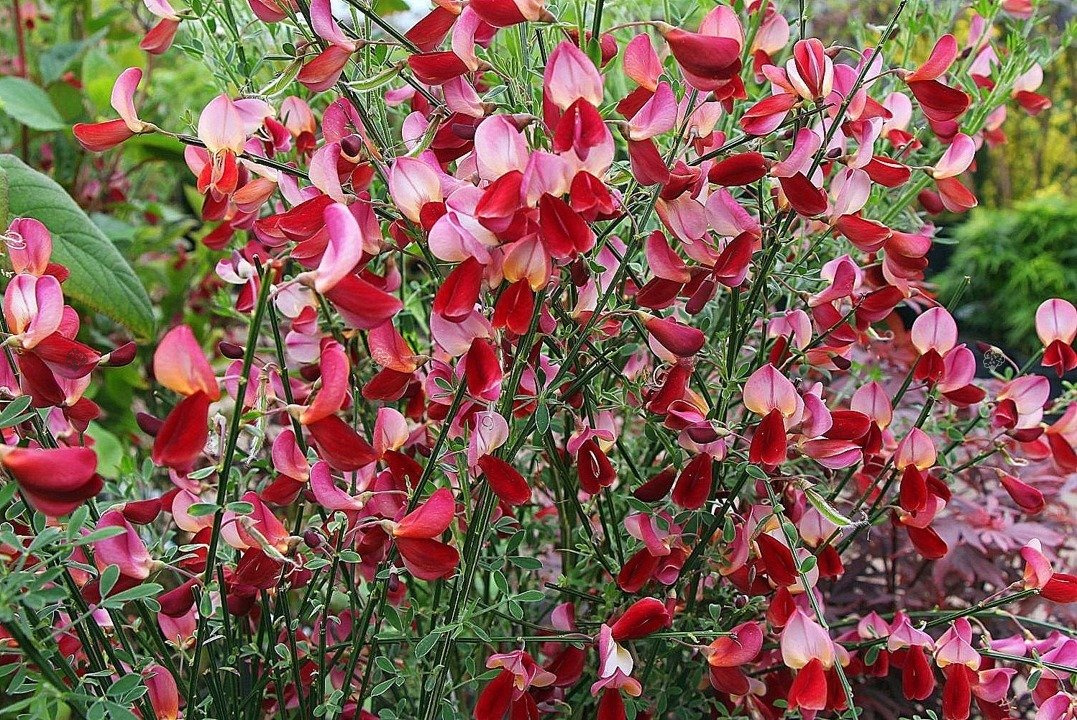 Żarnowiec Palette Cytisus