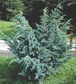 Jałowiec łuskowaty Meyeri Juniperus squamata C3