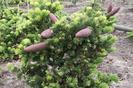 Świerk kłujący Lucky Strike Picea pungens C5