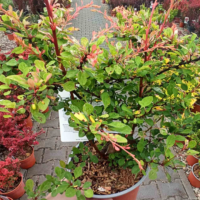 Berberys Thunberga Natasza PBR Berberis thunbergii C2