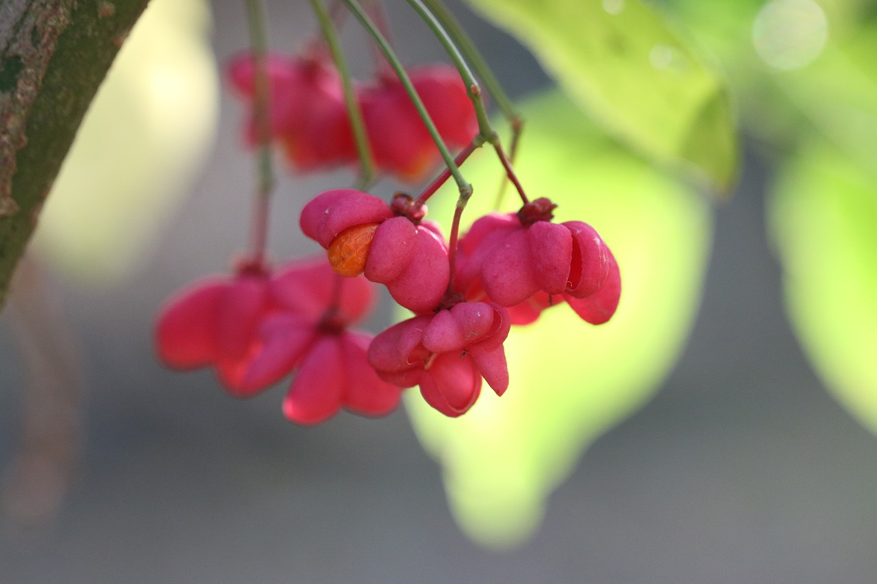 Trzmielina Oskrzydlona Euonymus alatus C5