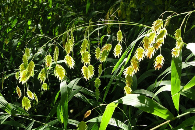Obiedka szerokolistna Chasmanthium latifolium P9