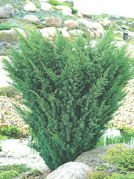 Jałowiec chiński Blaauw Juniperus chinensis C5