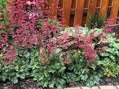 Żurawka Rex Peppermint PBR Heuchera C3