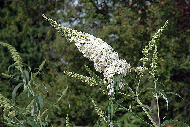 Budleja Davida White Profusion Buddleja davidii C3