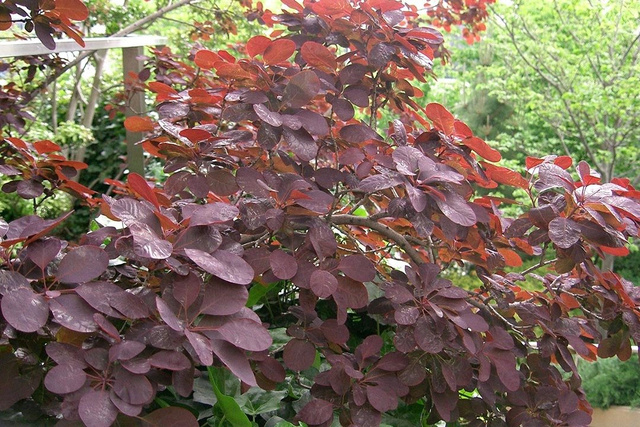 Perukowiec podolski Royal Purple Cotinus coggygria C2