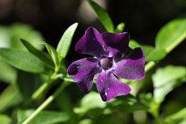 Barwinek pospolity Atropurpurea Vinca minor C3