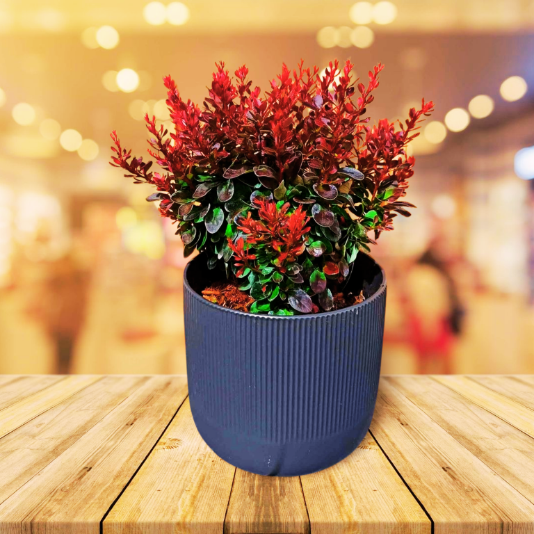 Berberys Thunberga Bagatelle Berberis thunbergii C2