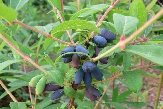 Jagoda kamczacka Morena Lonicera caerulea var. kamtschatica P9