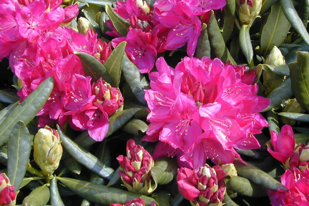 Różanecznik katawbijski Nova Zembla Rhododendron catawbiense C2