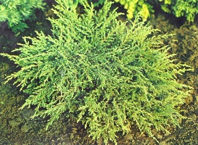 Jałowiec pospolity Repanda Juniperus communis P9