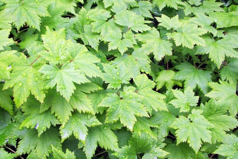 Tiarella sercolistna Tiarella cordifolia P9