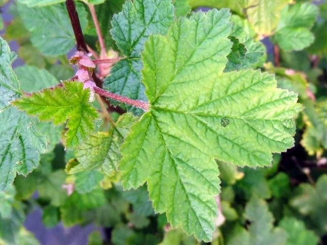 Pęcherznica główkowa Tilden Park Physocarpus capitatus P9