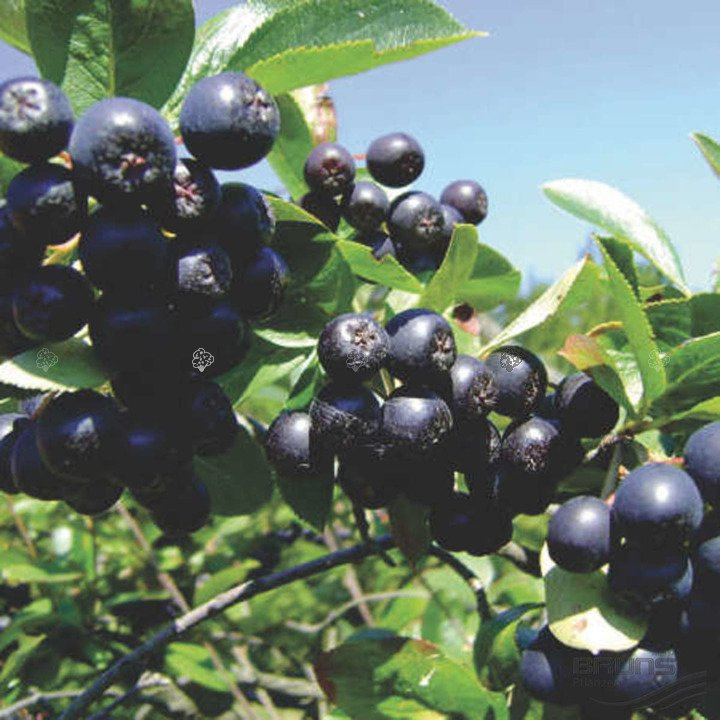 Aronia Nero Aronia prunifolia P9