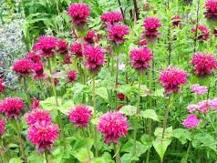 Pysznogłówka szkarłatna Pink Lace PBR Monarda didyma C2