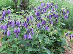 Dzwonek kropkowany Sarastro Campanula punctata C2