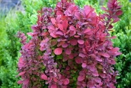 Berberys Thunberga Orange Rocket PBR Berberis thunbergii C2