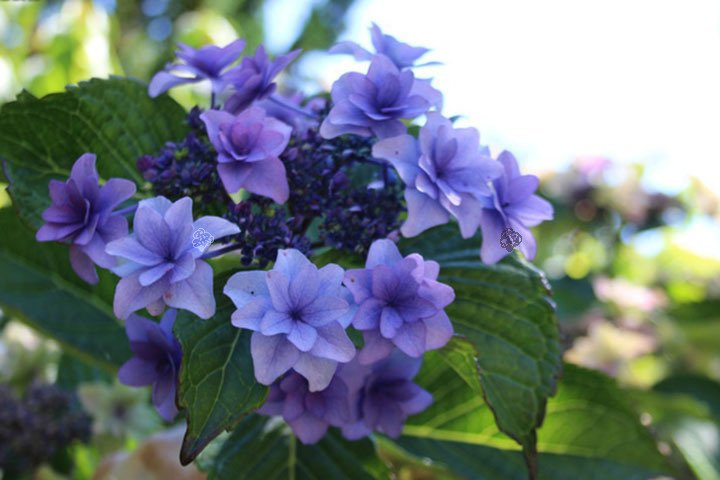 Hortensja ogrodowa Etoile Violette Hydrangea macrophylla C12