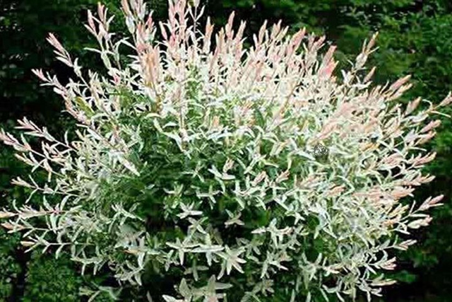Wierzba całolistna Hakuro Nishiki Salix integra KRZEW P9
