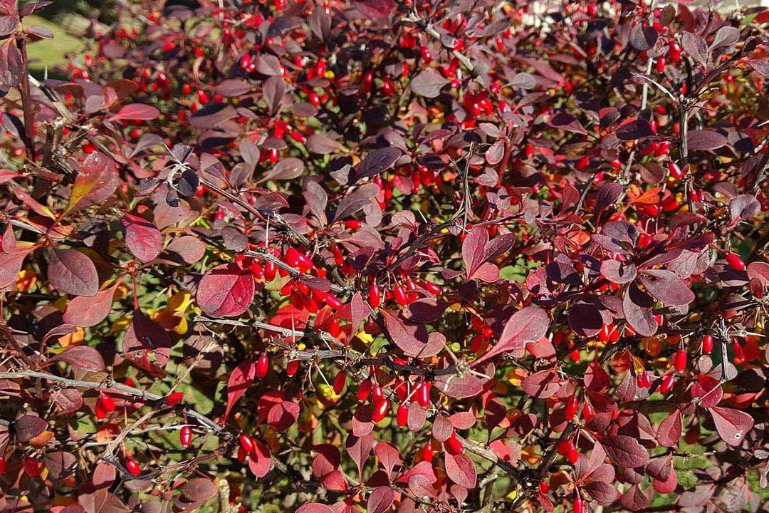 Berberys Thunberga Carmen Berberis thunbergii C3