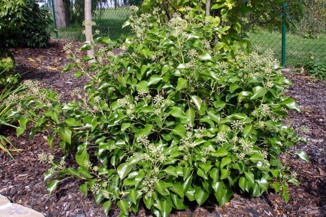 Bluszcz pospolity Arborescens Hedera helix P9
