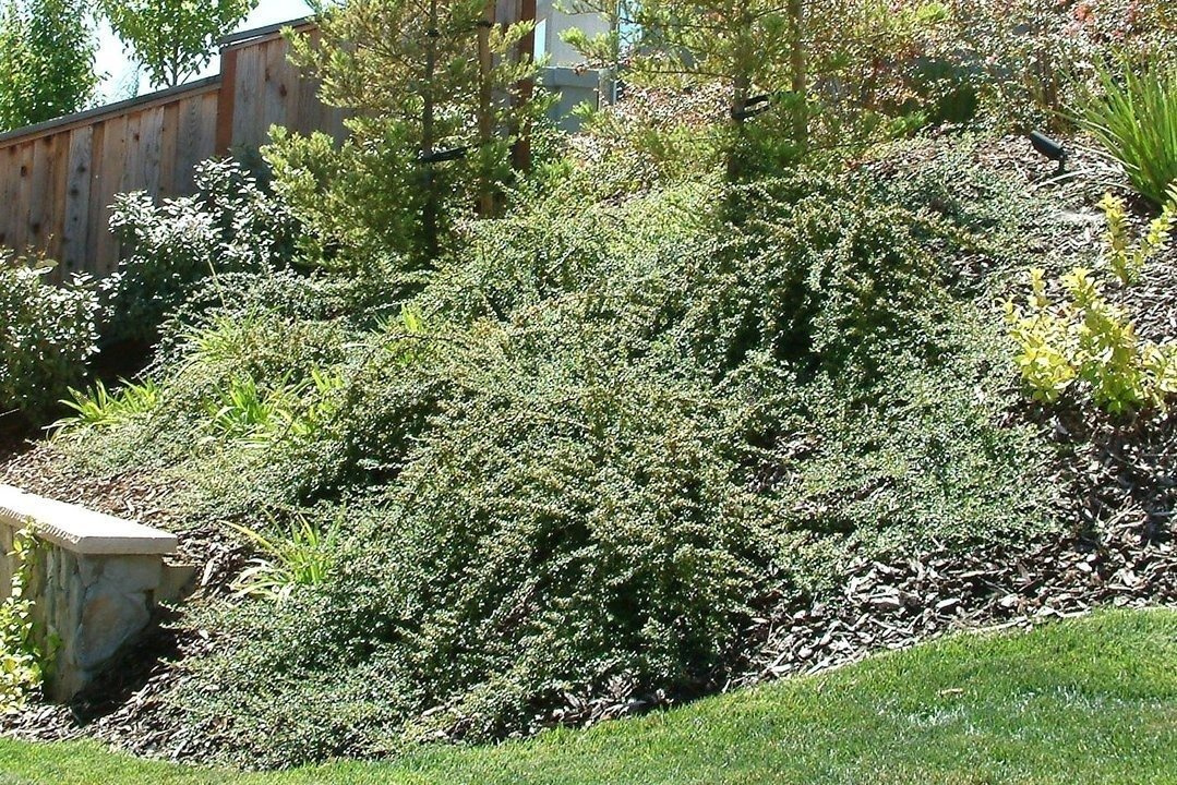 Irga karłowata Cotoneaster perpusillus C2