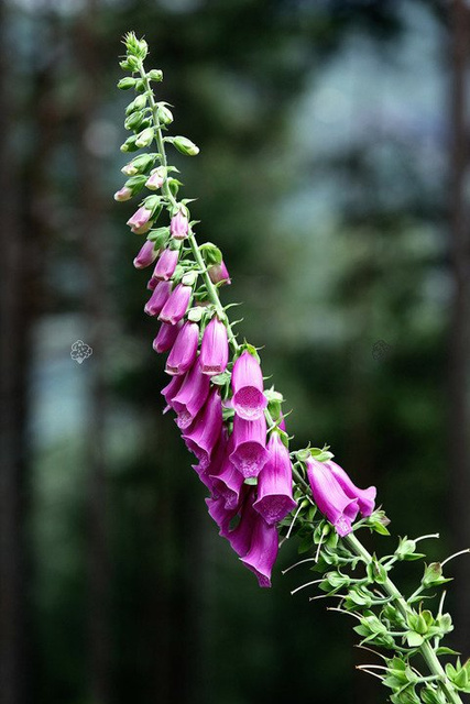 Naparstnica Digitalis grandiflora purpurea C2